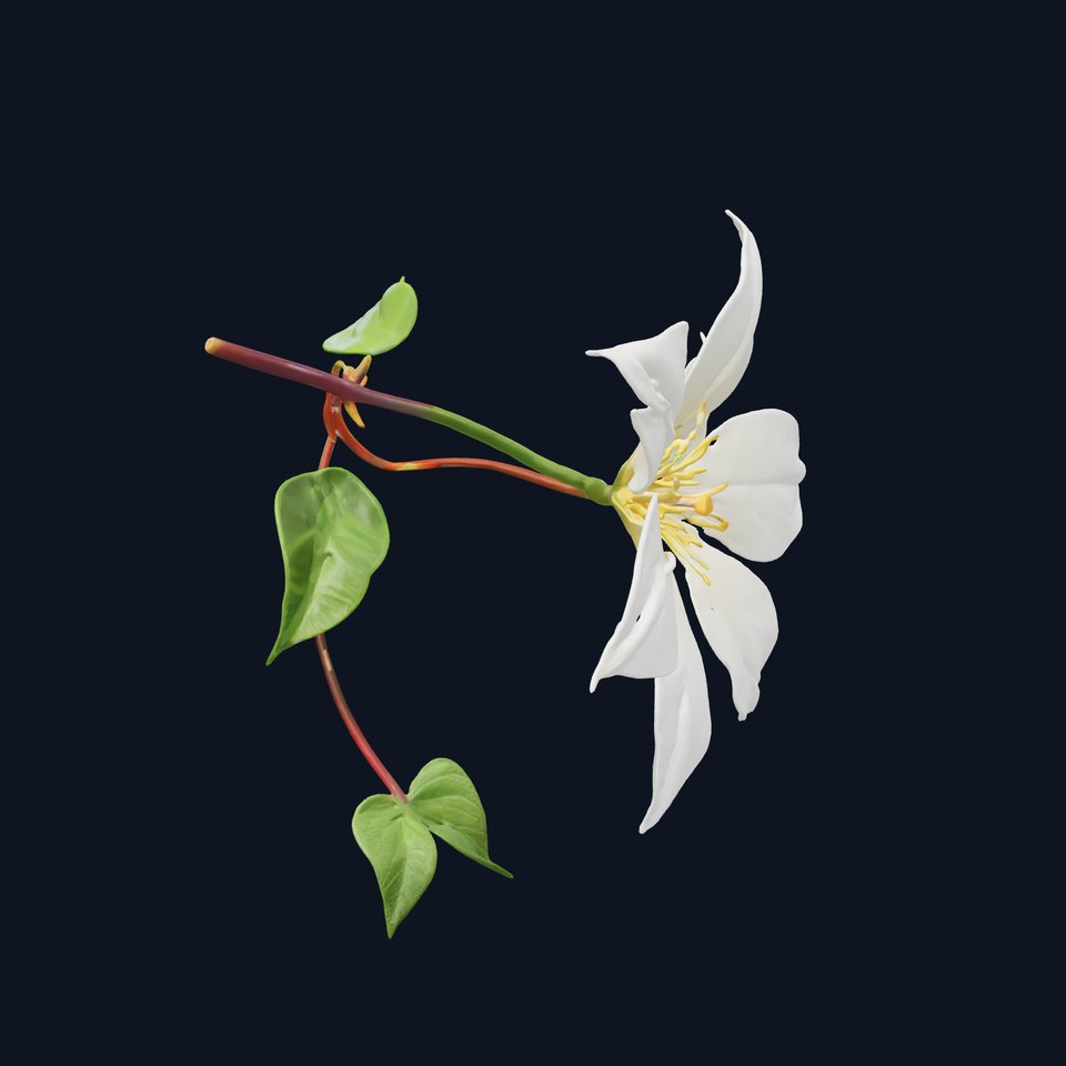 Clematis Flower Detailed Botanical Model Pack